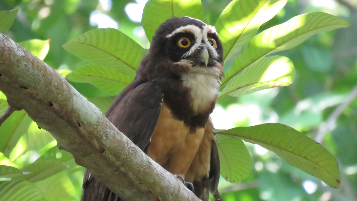 Spectacled Owl - ML148579011