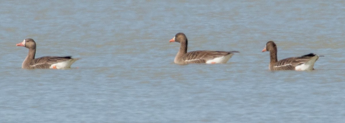 Greater White-fronted Goose - ML148581901