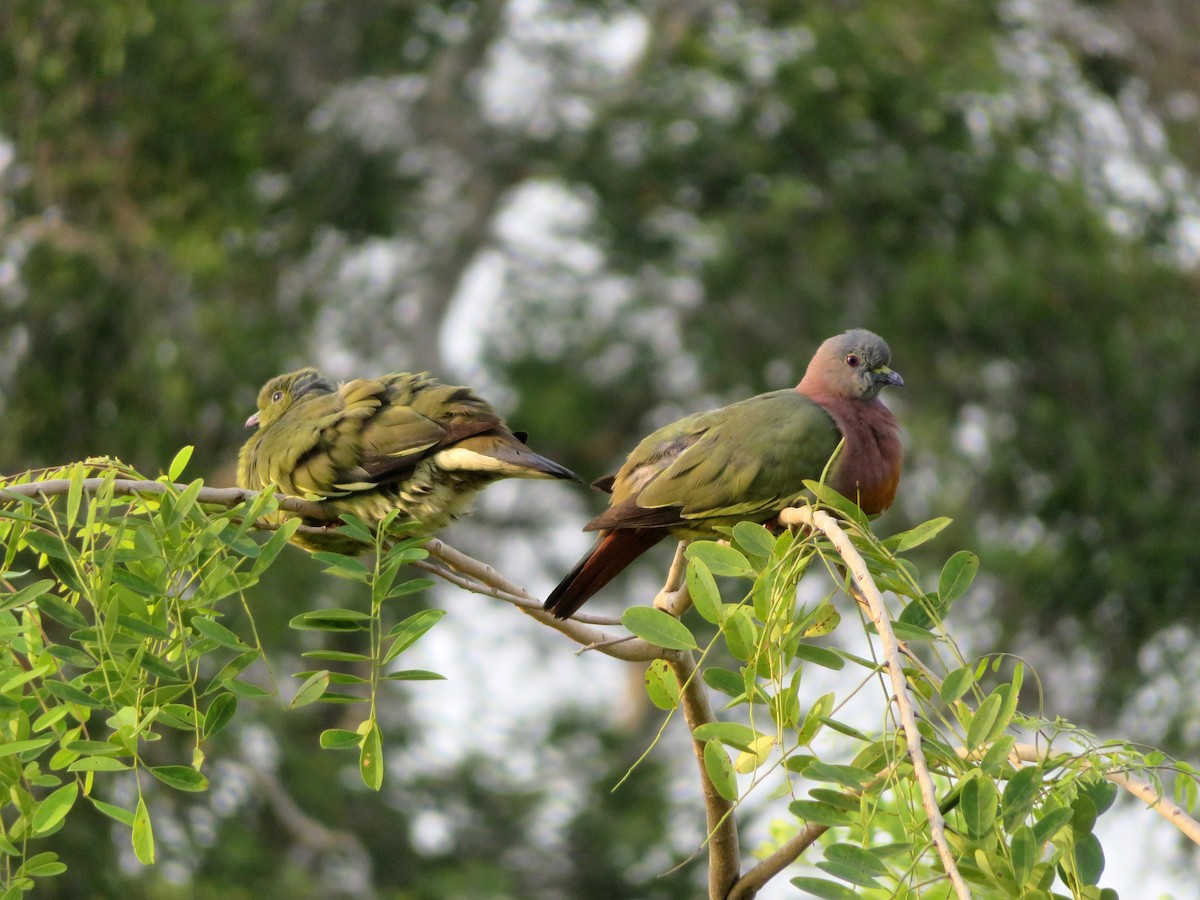 Pink-necked Green-Pigeon - ML148585021