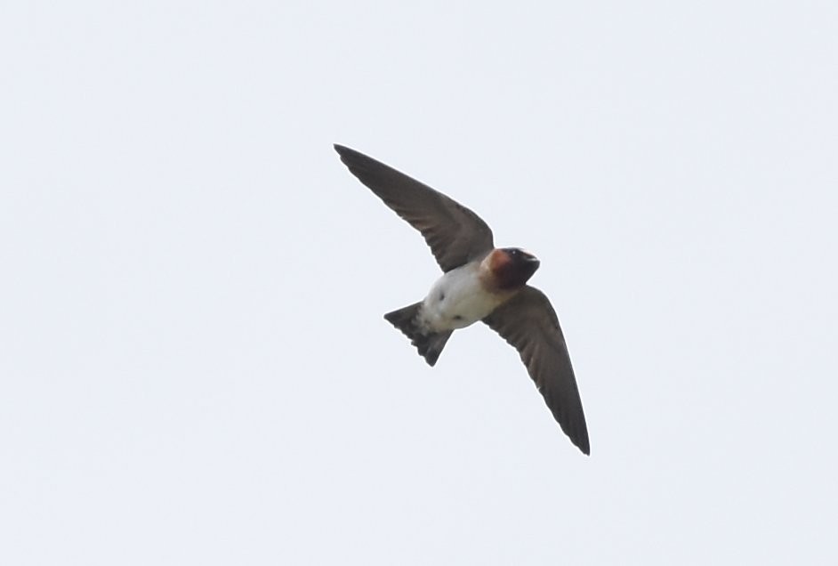 Cliff Swallow - Gary Yoder