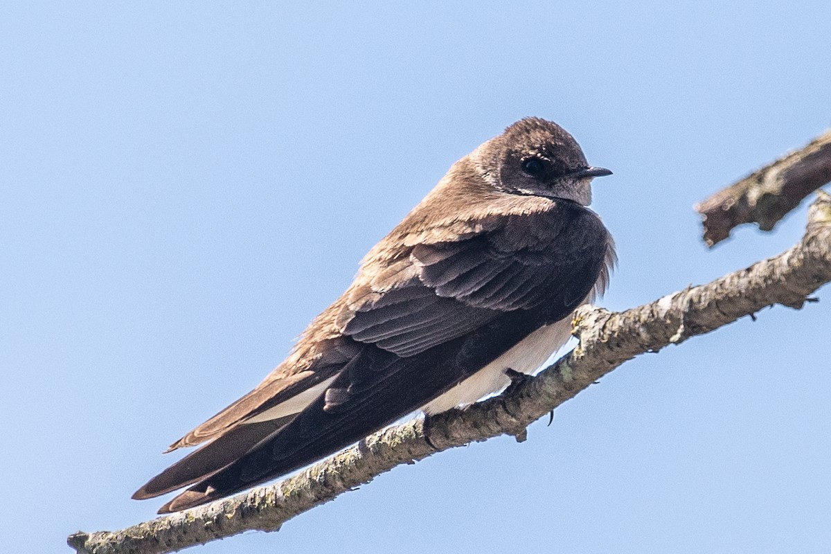 Northern Rough-winged Swallow - ML148587491