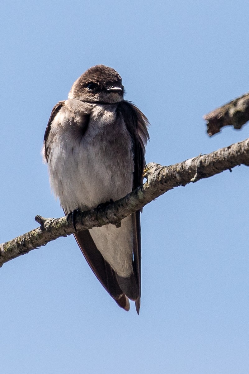 Northern Rough-winged Swallow - Bill Wood