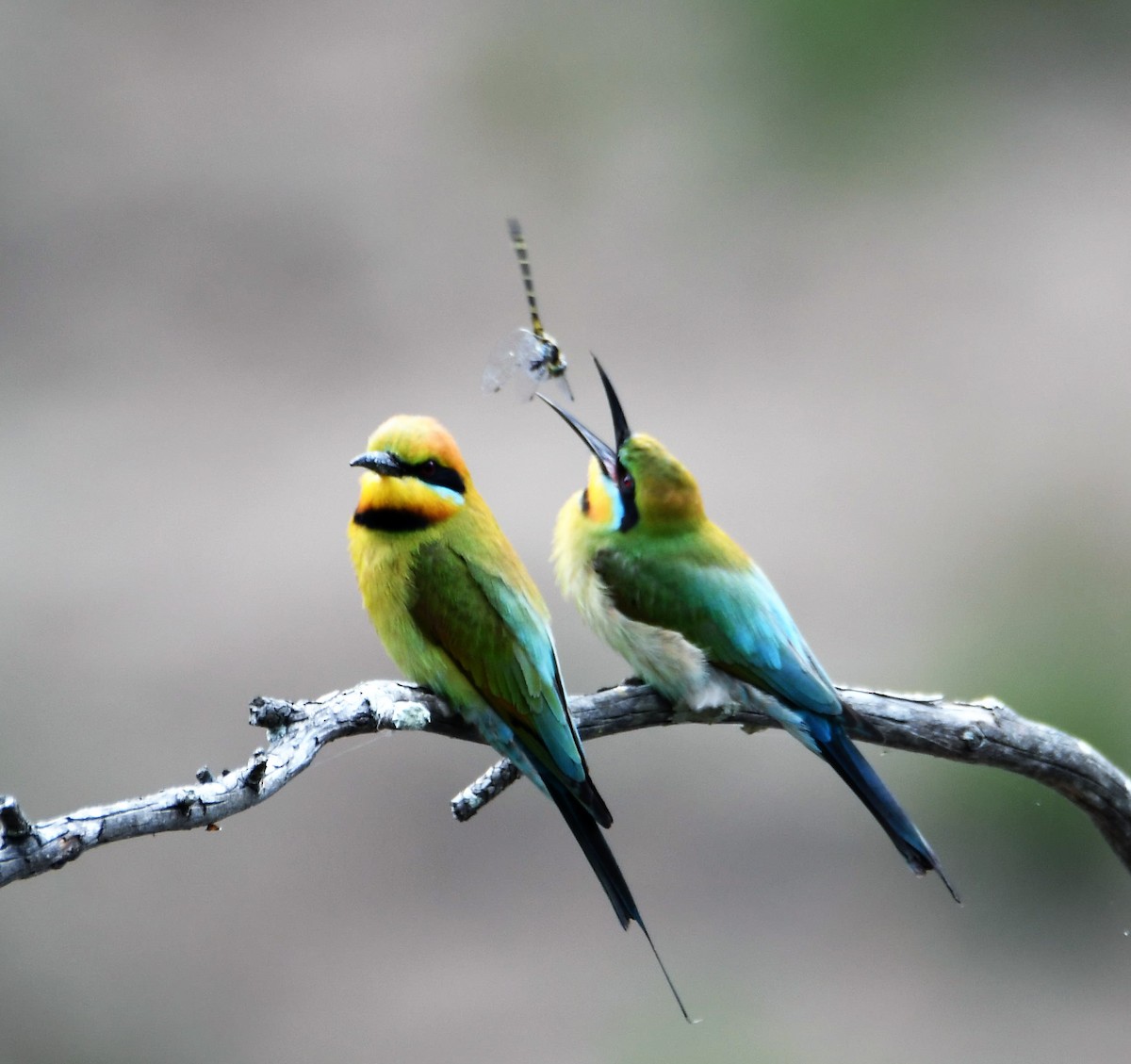 Rainbow Bee-eater - Betty Ray