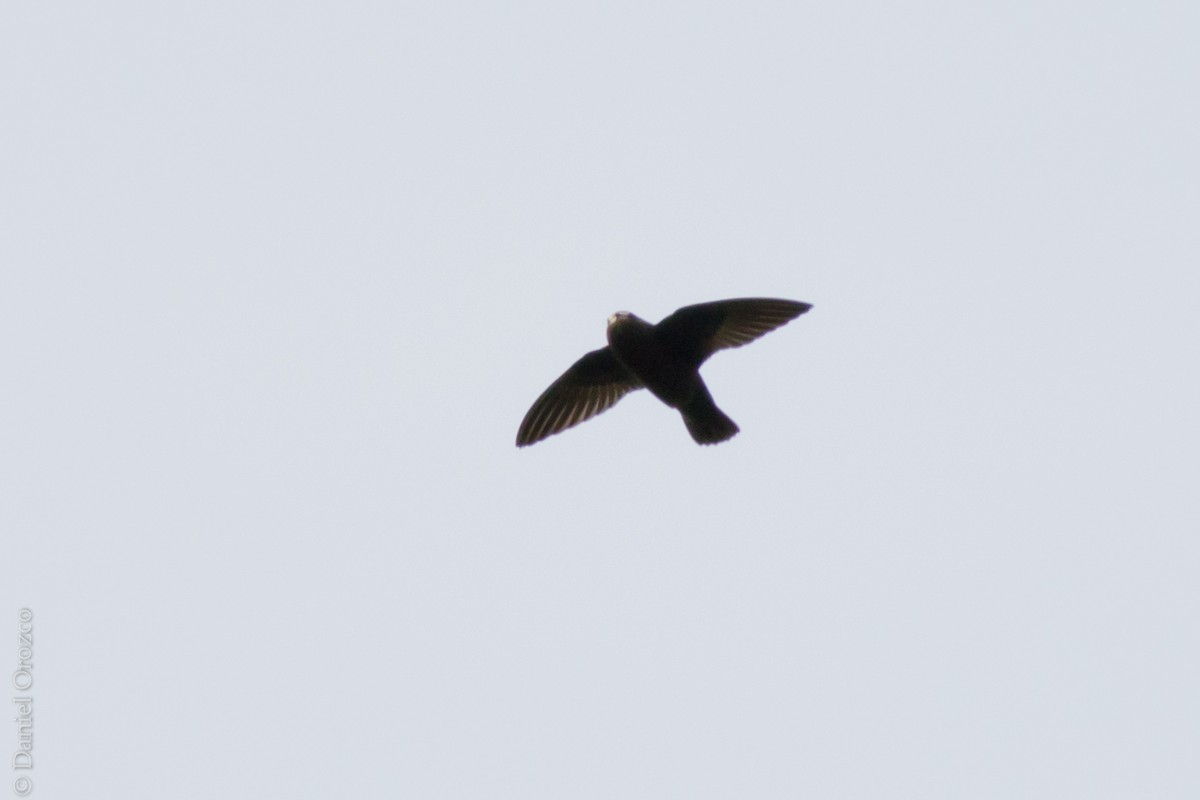 Spot-fronted Swift - ML148589221