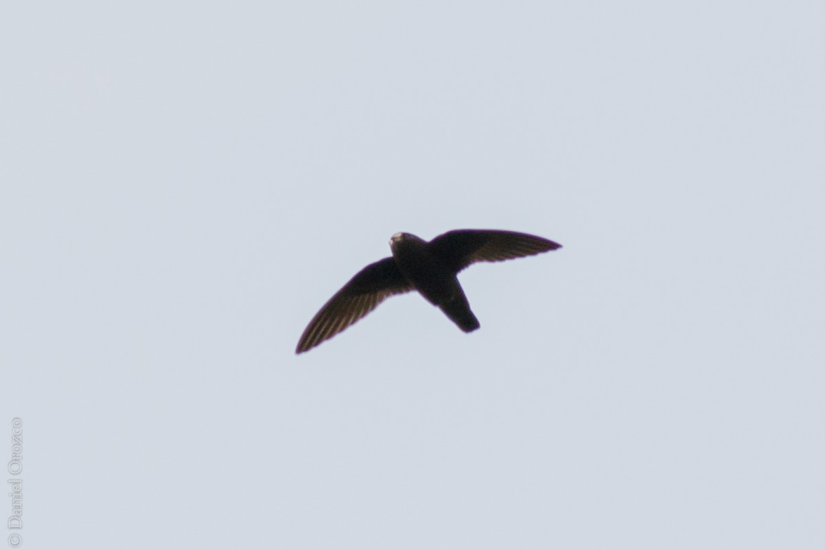 Spot-fronted Swift - ML148589231