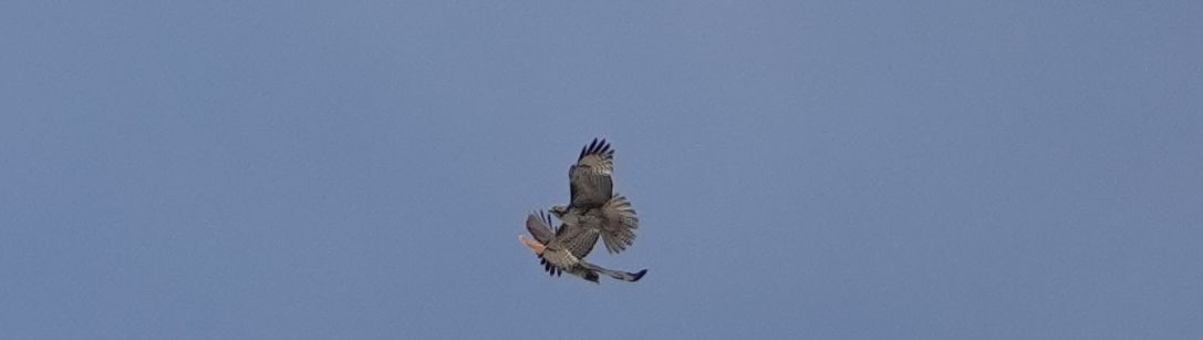 Red-tailed Hawk - ML148593331