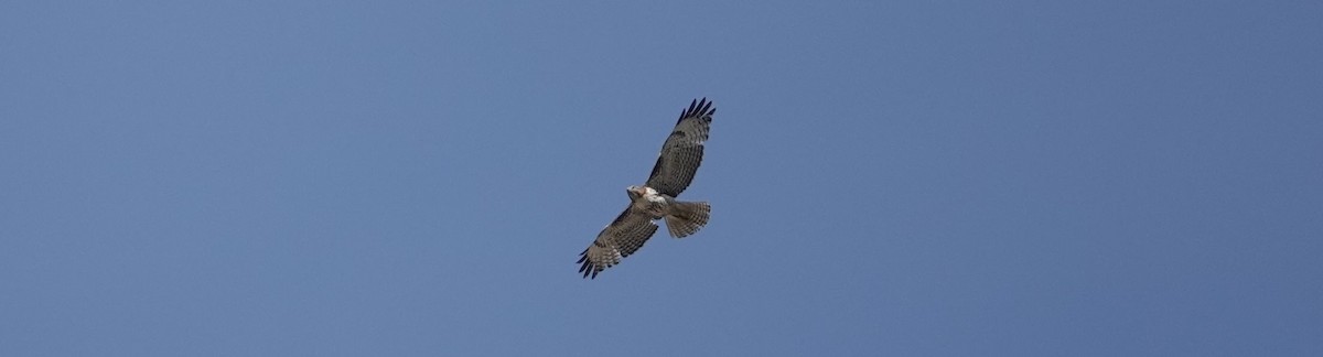 Red-tailed Hawk - ML148593351