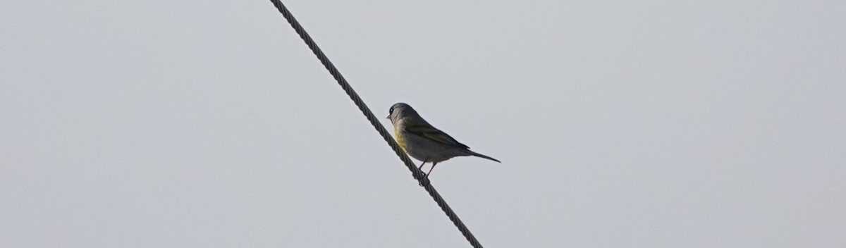 Lawrence's Goldfinch - ML148593801