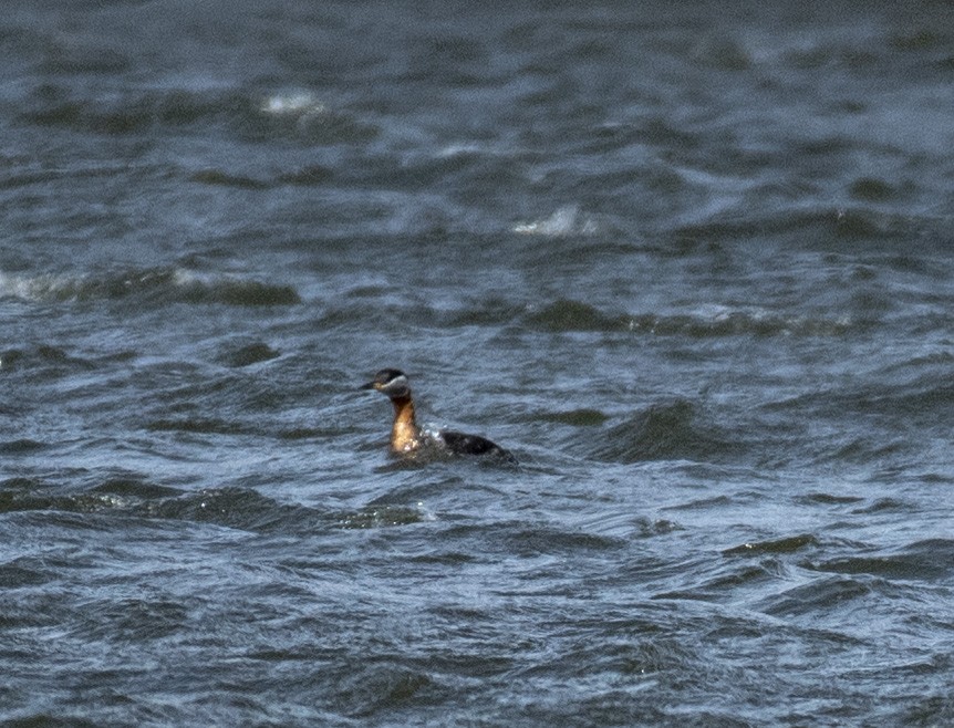 Red-necked Grebe - ML148594821