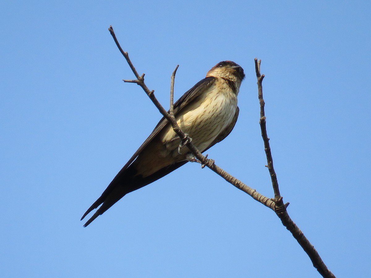Red-rumped Swallow - ML148595841