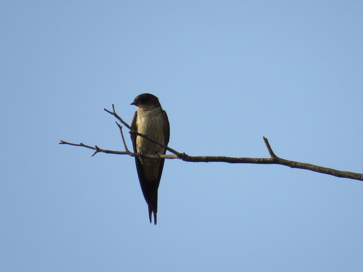 Red-rumped Swallow - ML148595871