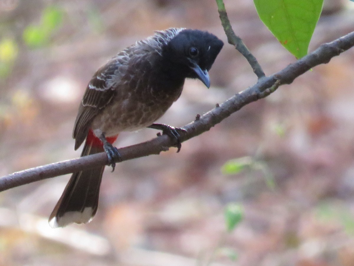 Red-vented Bulbul - ML148595961