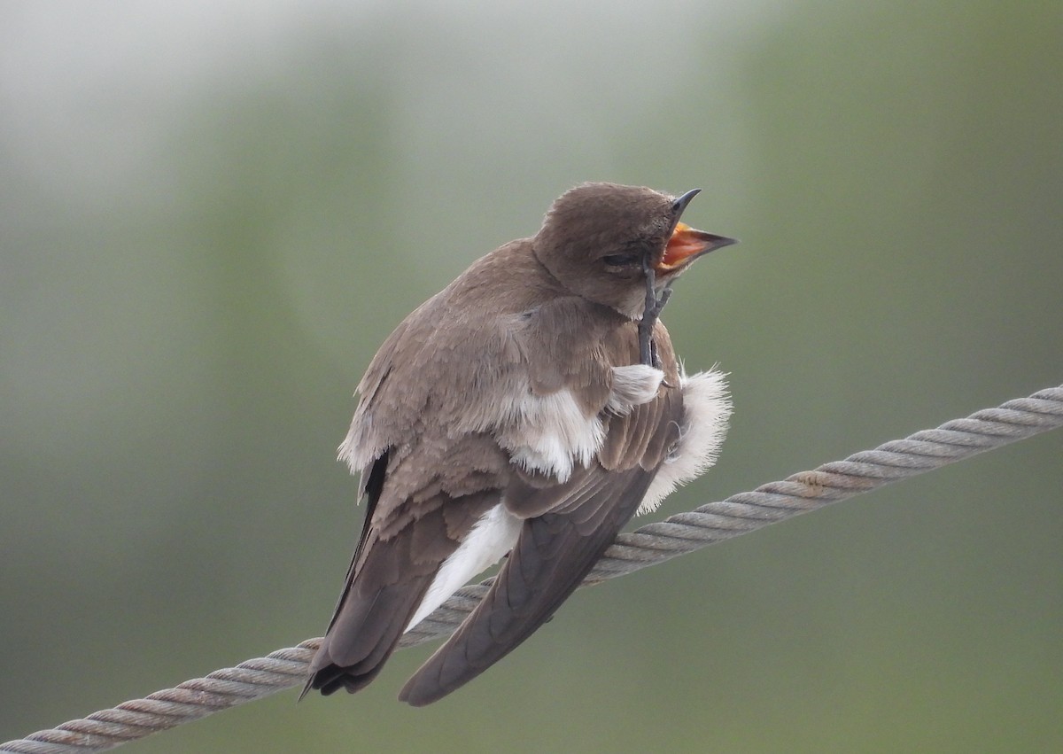 Northern Rough-winged Swallow - ML148596511