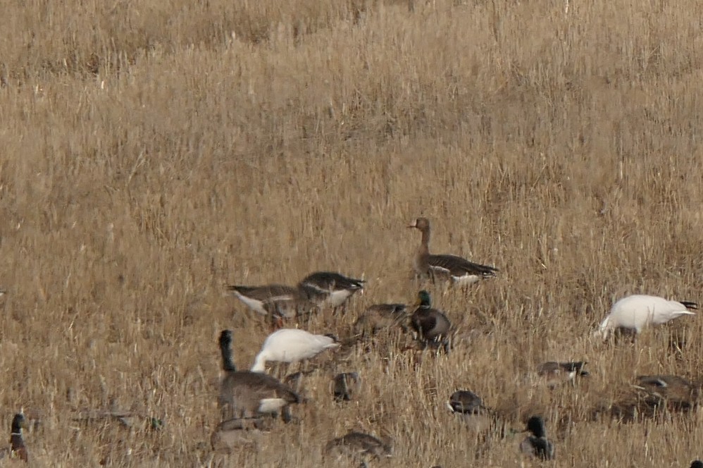 Greater White-fronted Goose - ML148596741
