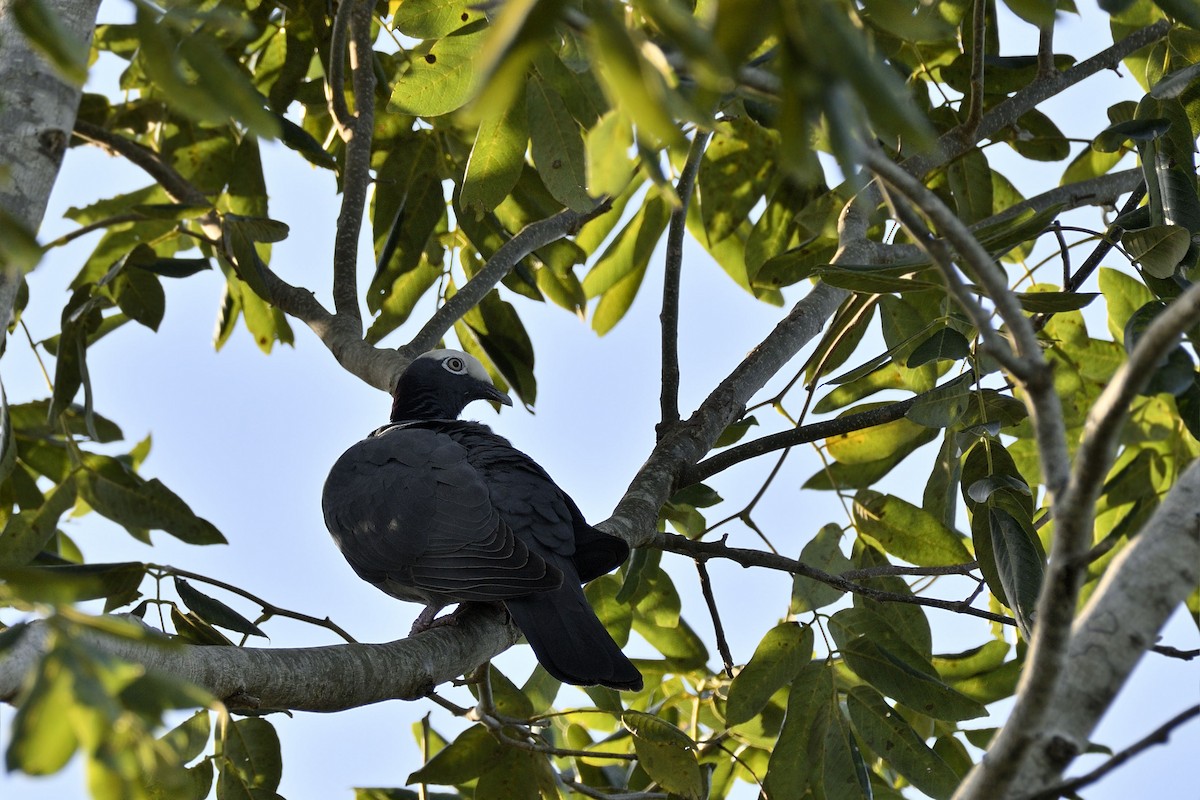 White-crowned Pigeon - ML148597921