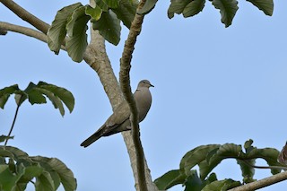 Eurasian Collared-Dove, ML148597951