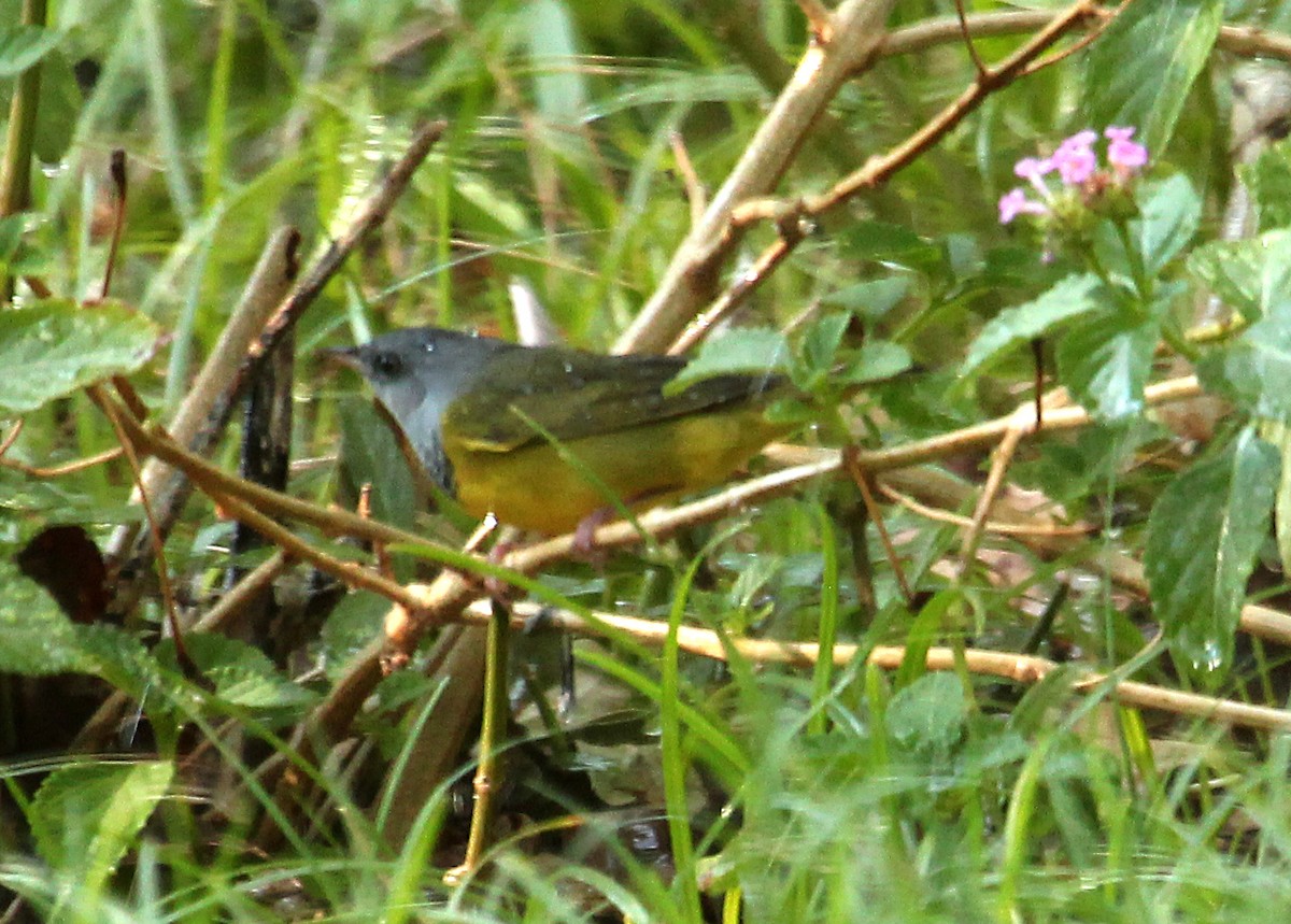 Mourning Warbler - Shirley Wilkerson