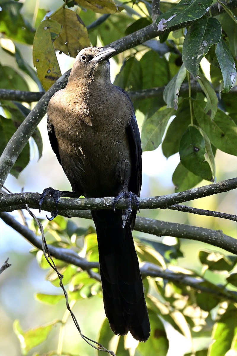 Great-tailed Grackle - Luis Guillermo
