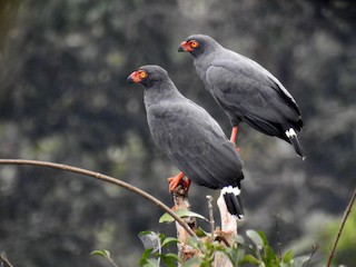  - Slate-colored Hawk