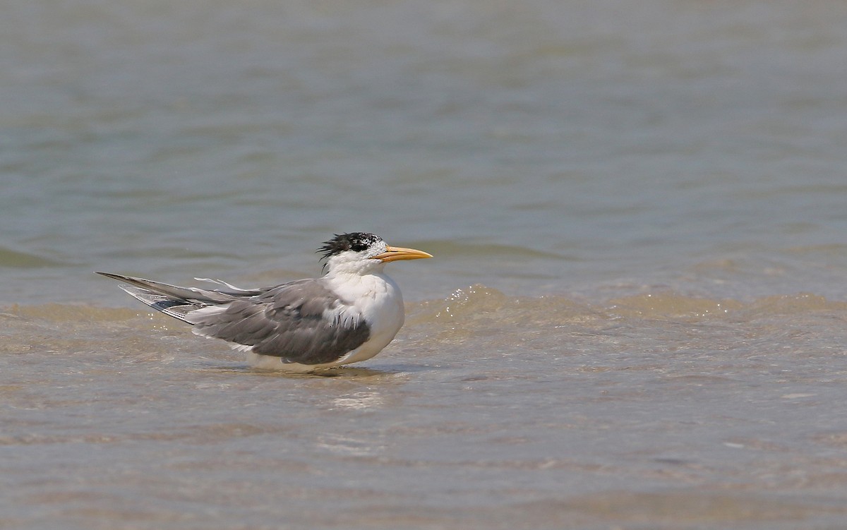 Great Crested Tern - ML148603671