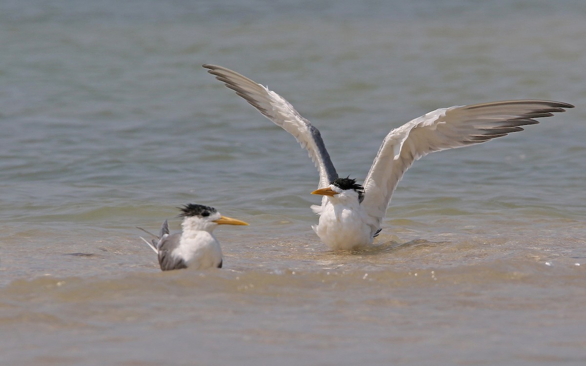 Great Crested Tern - ML148603701