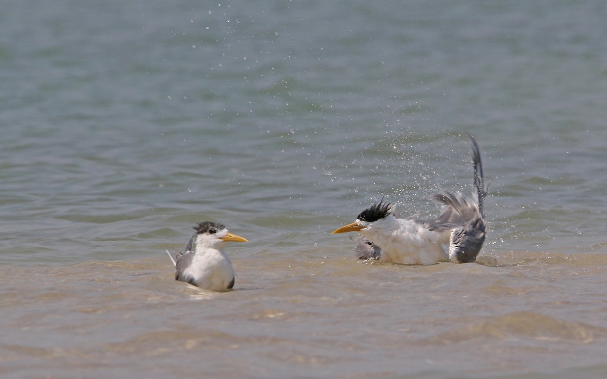 Great Crested Tern - ML148603711