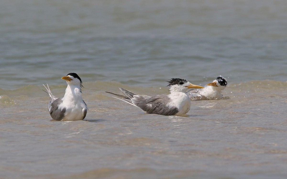 Great Crested Tern - ML148603721