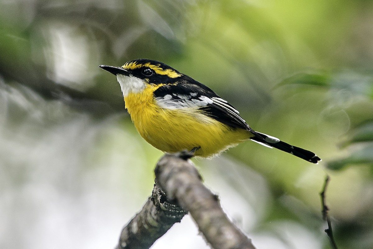 Yellow-breasted Boatbill - ML148604141
