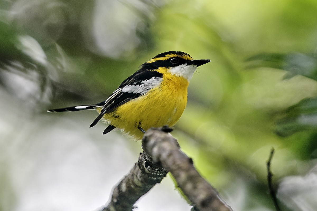 Yellow-breasted Boatbill - ML148604151