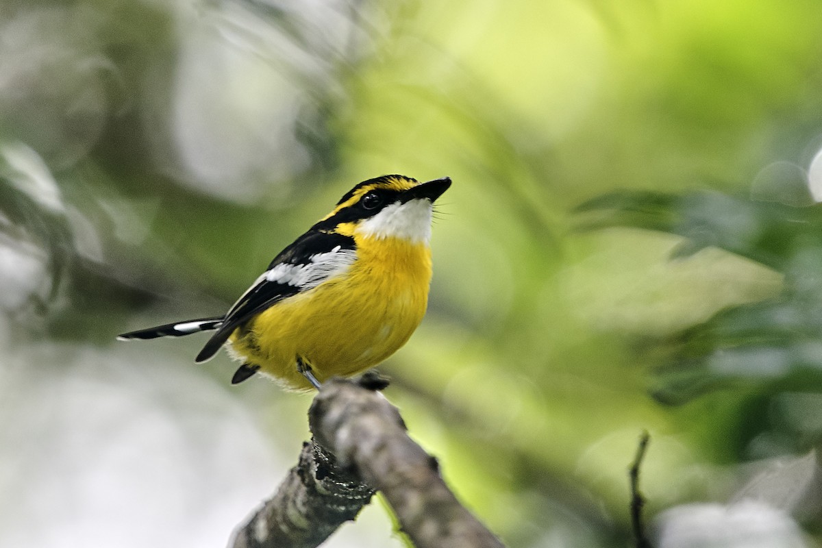 Yellow-breasted Boatbill - ML148604161