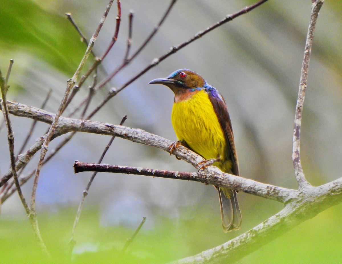 Brown-throated Sunbird - Kalin Ocaña