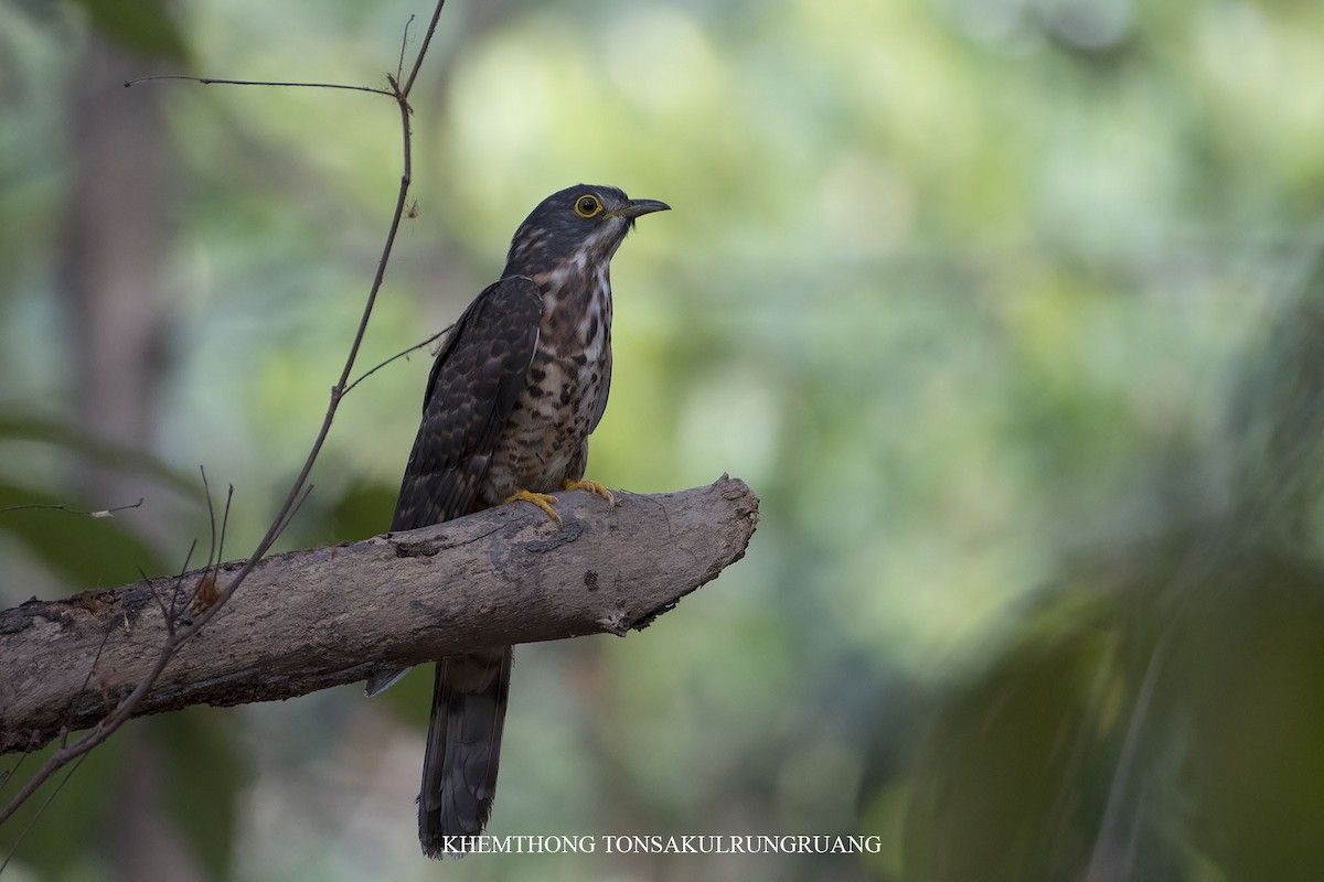 Large Hawk-Cuckoo - Khemthong Tonsakulrungruang