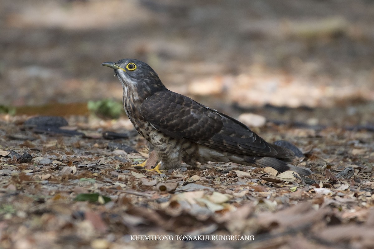 Large Hawk-Cuckoo - Khemthong Tonsakulrungruang