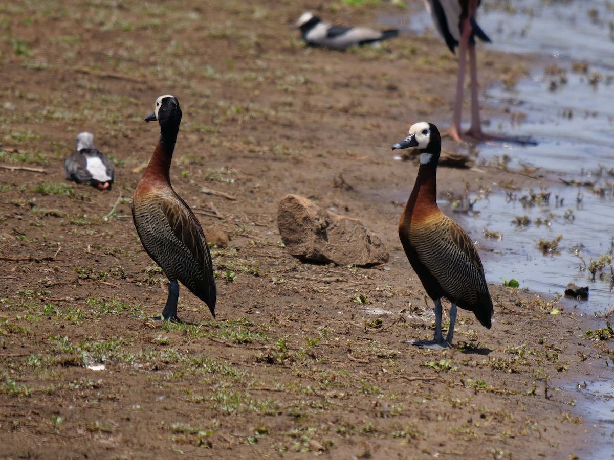 White-faced Whistling-Duck - Frank Coman