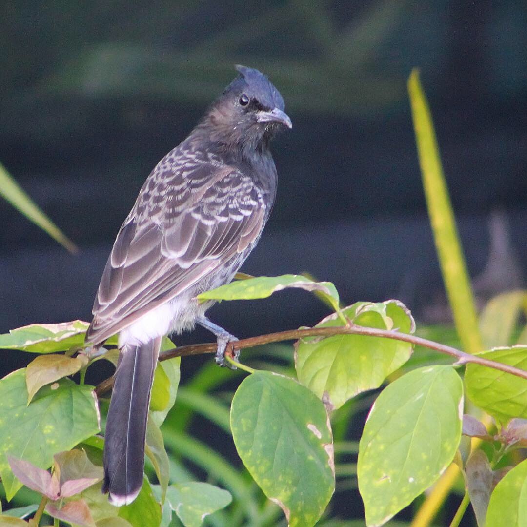 Red-vented Bulbul - ML148611691