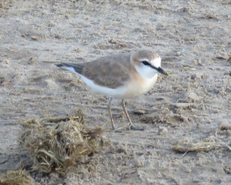 White-fronted Plover - ML148613371