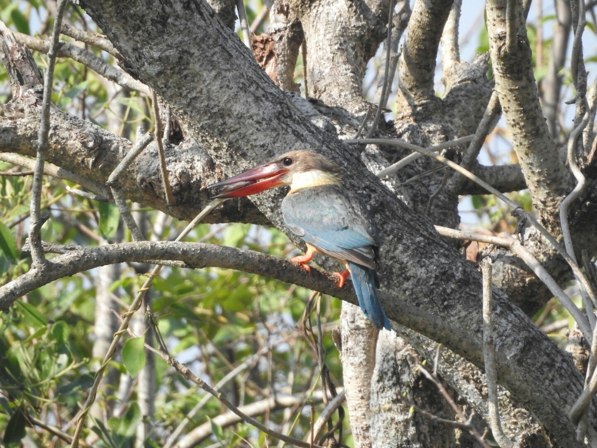 Stork-billed Kingfisher - PRIYA  AV