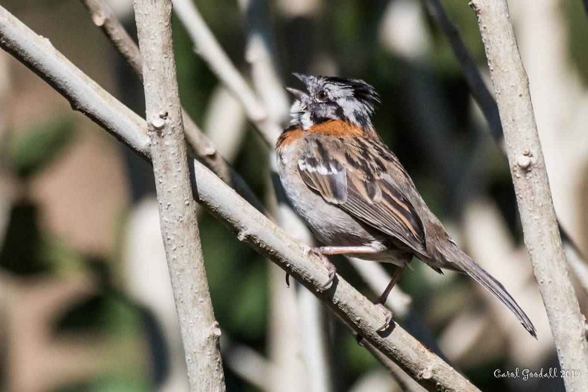 Rufous-collared Sparrow - Carol Goodall