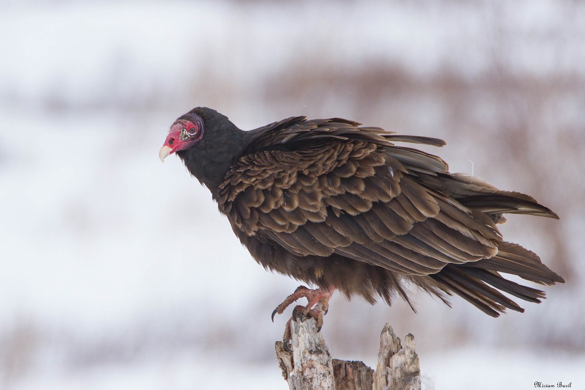 Turkey Vulture - Miriam Baril
