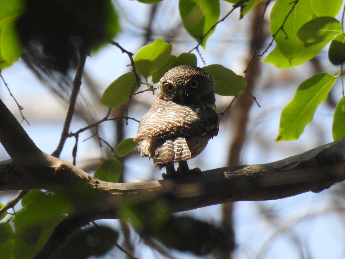 Jungle Owlet - Senan D'Souza