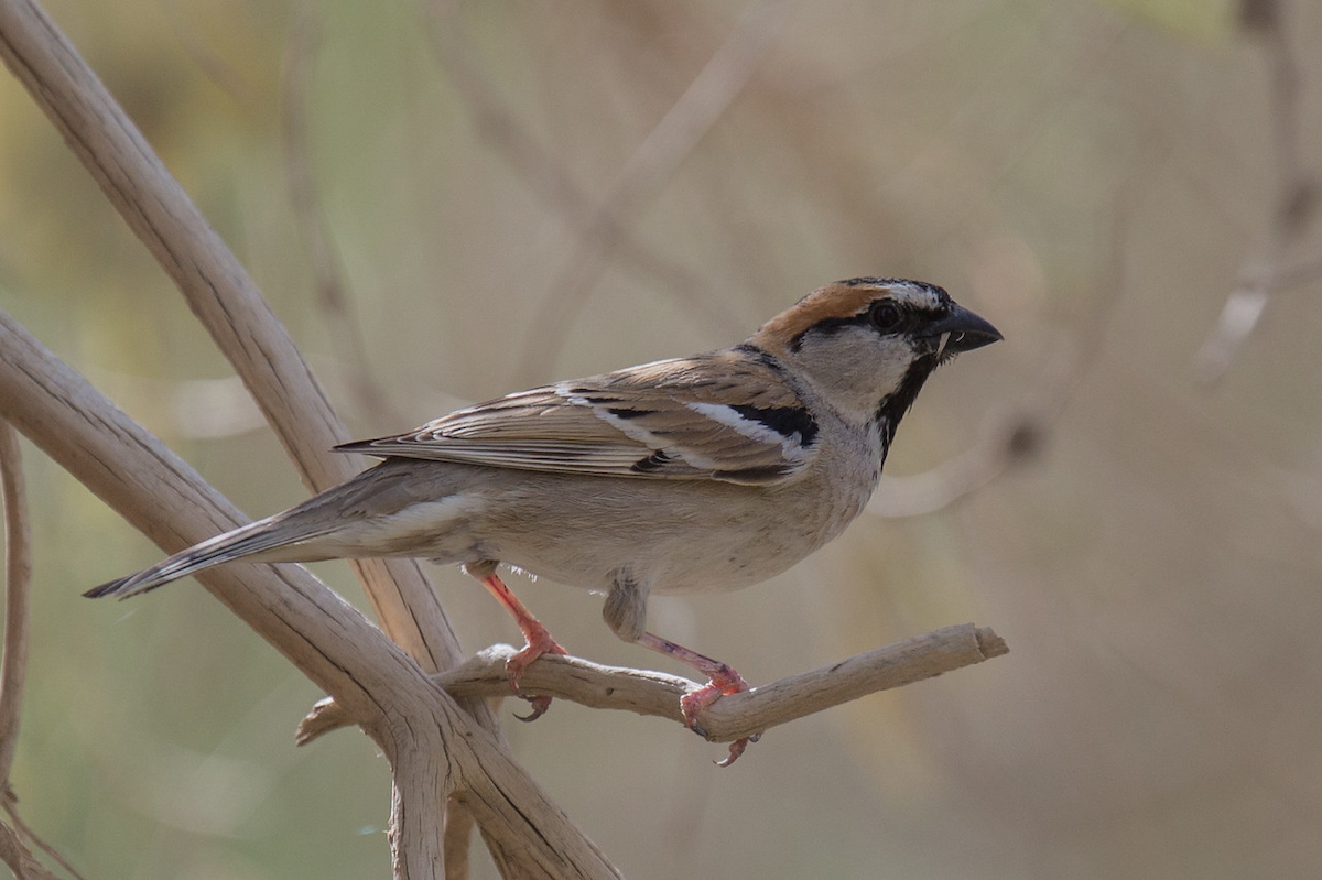 Saxaul Sparrow - Robert Tizard