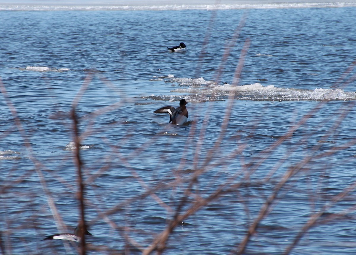 Greater Scaup - ML148627471