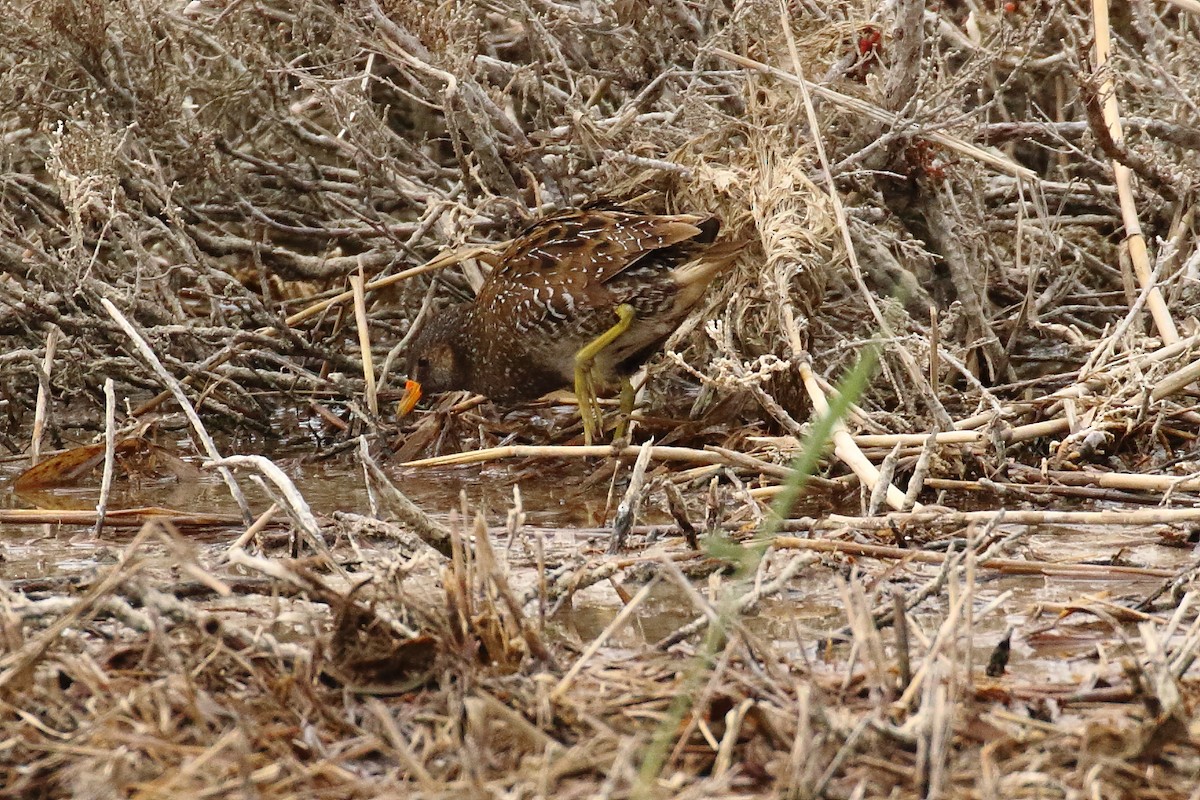 Spotted Crake - ML148627771