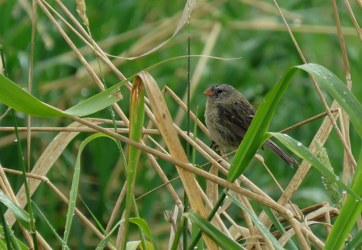 Plain-colored Seedeater - ML148628971