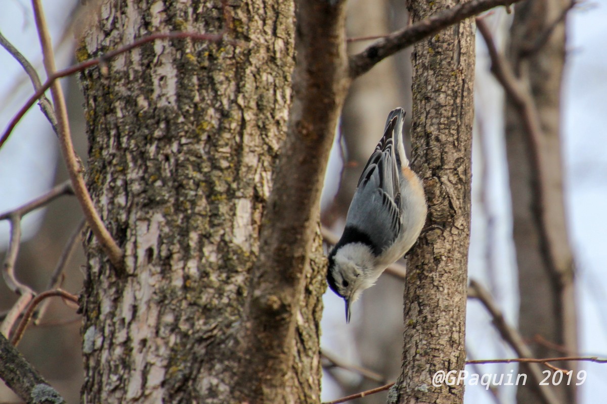 White-breasted Nuthatch - Guy Paquin