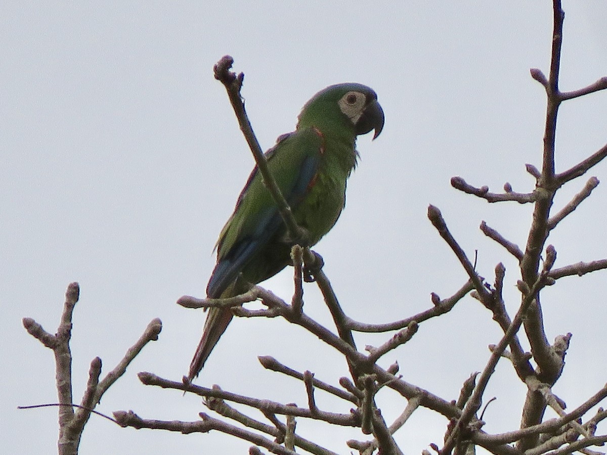 Chestnut-fronted Macaw - Yve Morrell