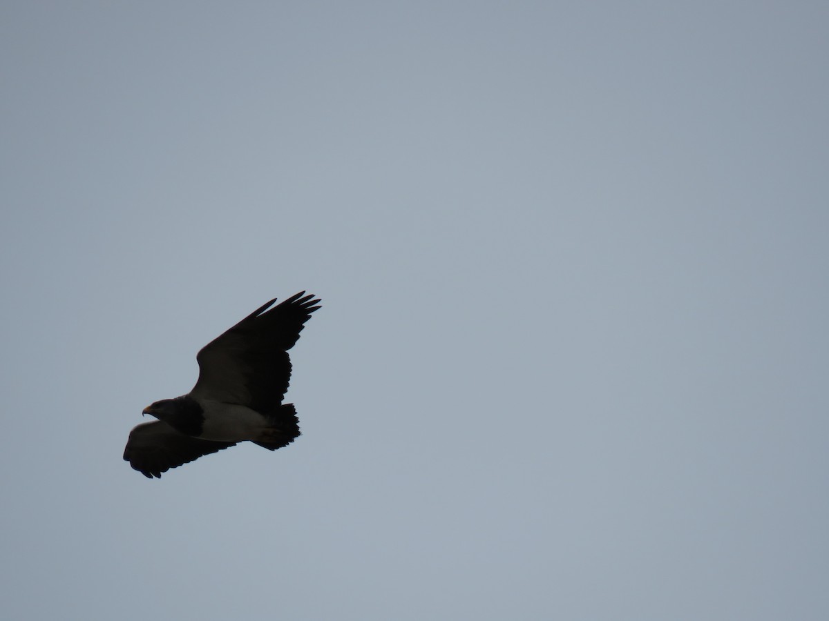 Black-chested Buzzard-Eagle - Kim Wylie