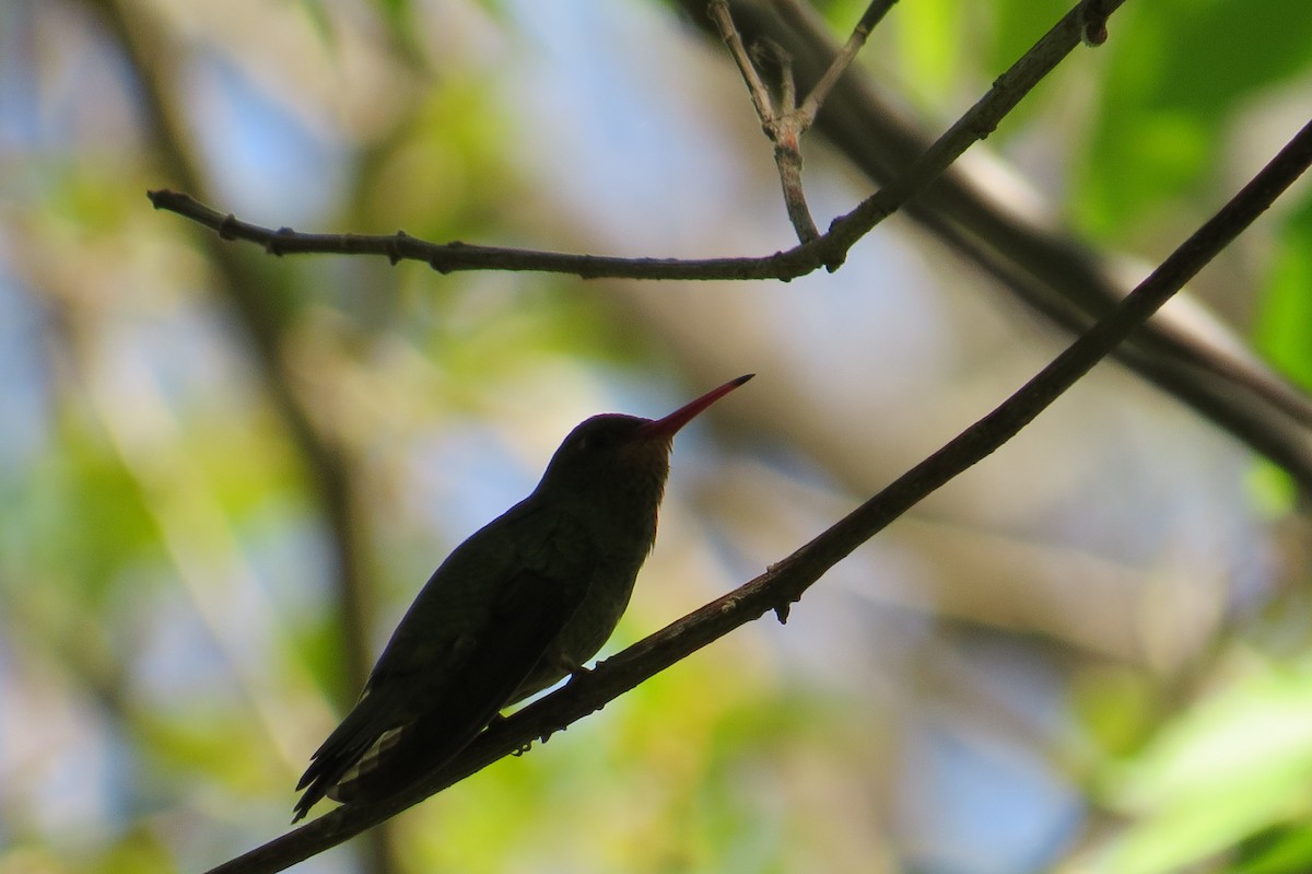 Gilded Hummingbird - Ricardo Battistino