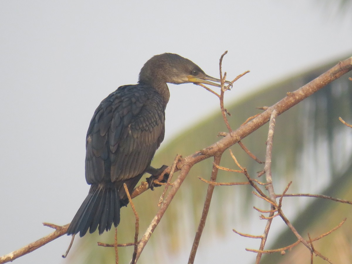 Indian Cormorant - George Kuriakose  Basil