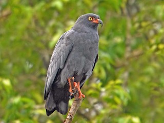  - Slender-billed Kite